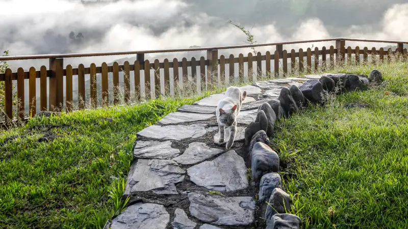 A cat walking on a stone path in Vilcabamba, Ecuador.