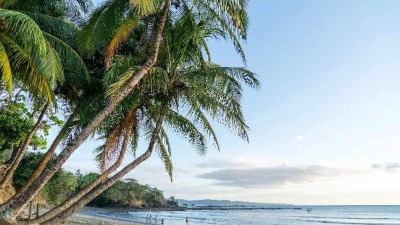Scenic Panamanian beach lined with coconut palms, calm blue waters, and a tropical coastline beneath a clear sky.