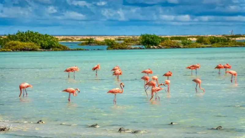 Pink flamingos standing in a calm turquoise lagoon under a cloudy blue sky with coastal vegetation in the background.
