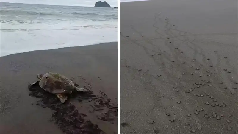 A sea turtle and dozens of hatchlings make their way across a dark sandy beach toward the ocean waves.