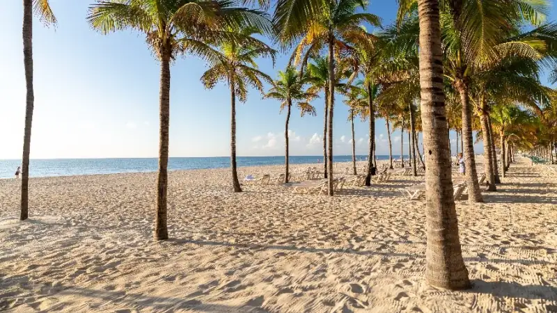 A peaceful tropical beach featuring palm trees, white sand, and calm ocean waters in the sunshine.