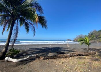 Scenic black-sand beach with palm trees, ocean waves, and a forested coastline.