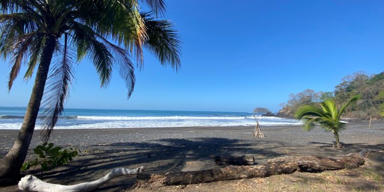 Scenic black-sand beach with palm trees, ocean waves, and a forested coastline.