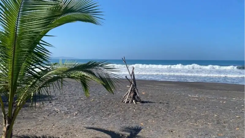 Palm fronds frame a serene black-sand beach with waves rolling beneath a clear blue sky.