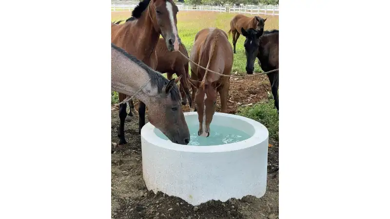 Horses gathered around a fresh water trough in a peaceful countryside pasture.