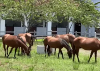A group of brown horses grazing on a grassy field outside a stable, with trees providing shade on a sunny day.