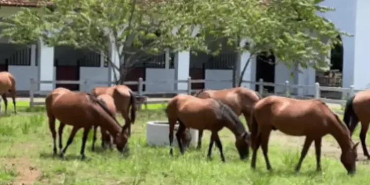 A group of brown horses grazing on a grassy field outside a stable, with trees providing shade on a sunny day.