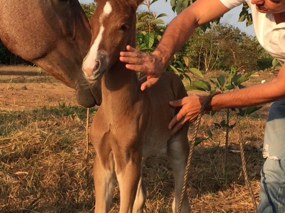 A person gently examining a newborn foal standing beside its mother in a pasture.
