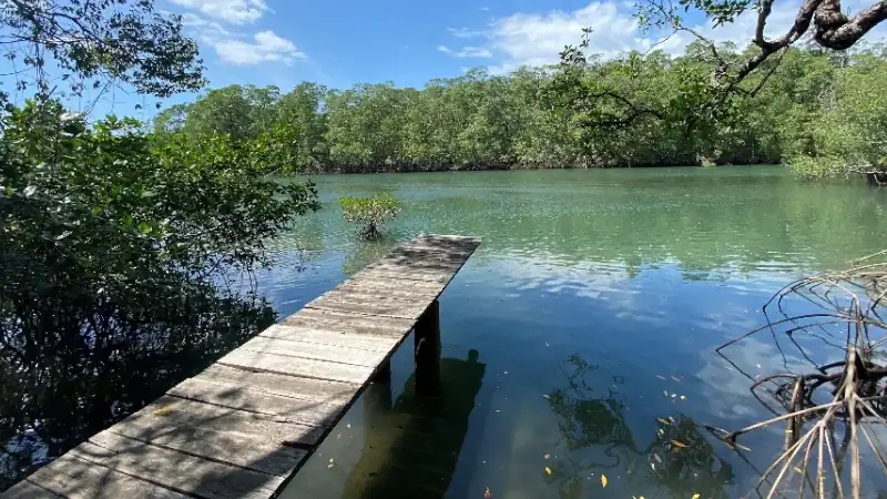 Rustic wooden dock extending into a calm, lush tropical lagoon.