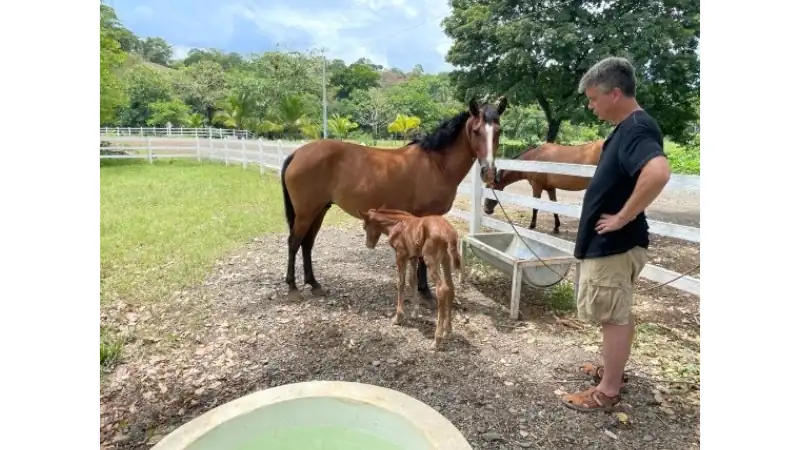 A mare and her young foal standing near a water trough while a person observes them in a fenced paddock.