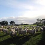 Sheep on a field