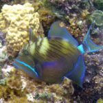 Fish of Belize | Queen Triggerfish