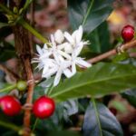 Coffee flowers in Finca Deborah, Volcan, Panama
