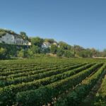 A vineyard in France.