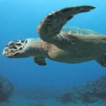 Hawksbill Sea Turtle