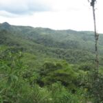Dense bush covers Panama’s mountainous regions.