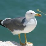 A seagull surveys the calm seas of Portugal.