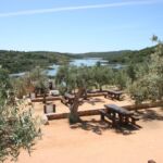 Picnic tables among olive trees in Portugal.