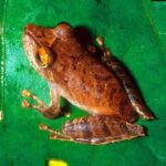 Pristimantis educatoris frog