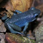 Blue poison dart frog