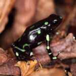 Poison dart frog