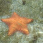 bocas-del-toro-star