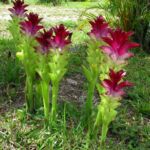 Curcuma Stand