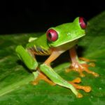 Red-eyed tree frog