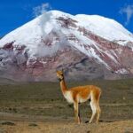 Chimborazo, the highest mountain in Ecuador.