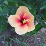 Shoeblackplant
