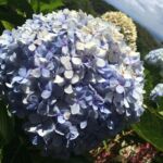 flower-in-boquete