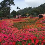 flowers-garden-design