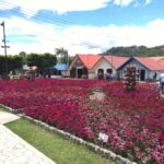 flowers-garden