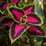 Flowers in Panama