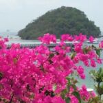 Flowers in Taboga Panama