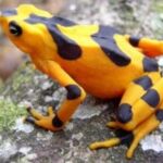 Golden frog