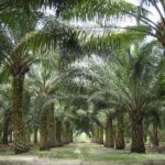 African oil palms