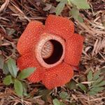 Rafflesia arnoldii known as the stinking corpse lily