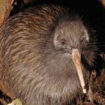Kiwi bird