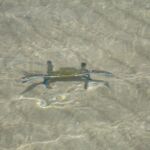 panama-bocas-del-toro-crabby