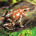 Poison dart frog