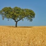 Alentejo oak on wheat field