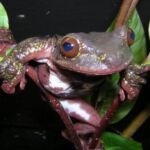 Rabbs' fringe-limbed treefrog