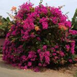 Bougainvillea flower