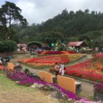 road-of-flowers