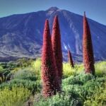 Tower of jewels flower in the Teide National Park in Spain