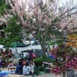 Cherry blossom in Thailand