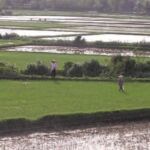 Agriculture in Vietnam