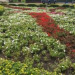 white-and-red-flowers