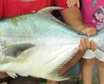 You will need a permit to catch this fish